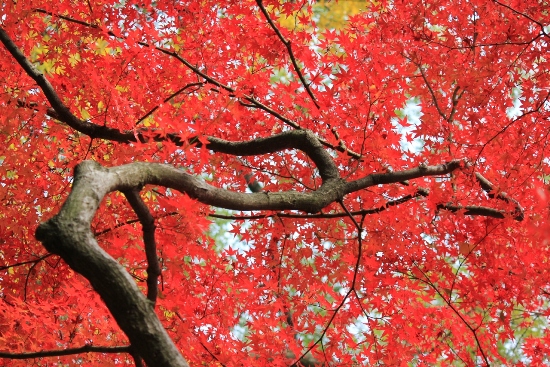 1507-１１，１２，６上御霊神社　一面赤紅葉.JPG